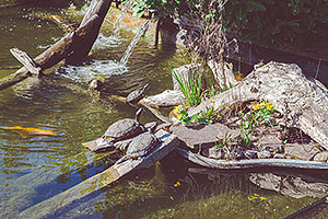 Schildkröten sonnen sich im Gartenteich